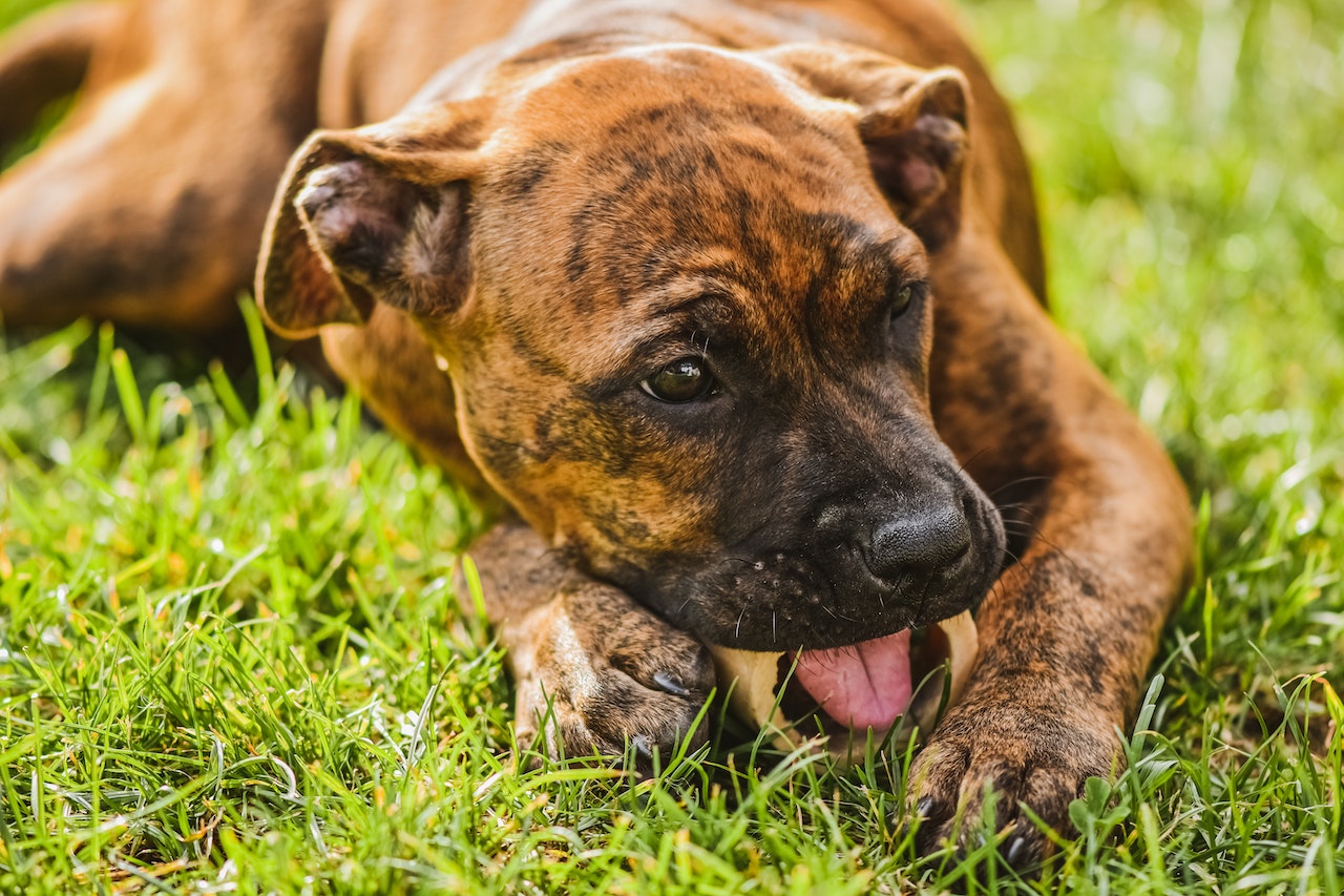 Unraveling the Chemistry of Bully Sticks: A Nutritional Analysis