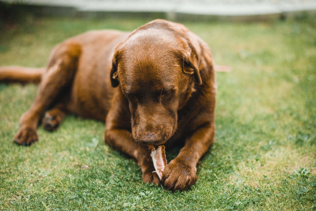 The Science Behind Bully Sticks: How They Improve Your Dog's Dental Health