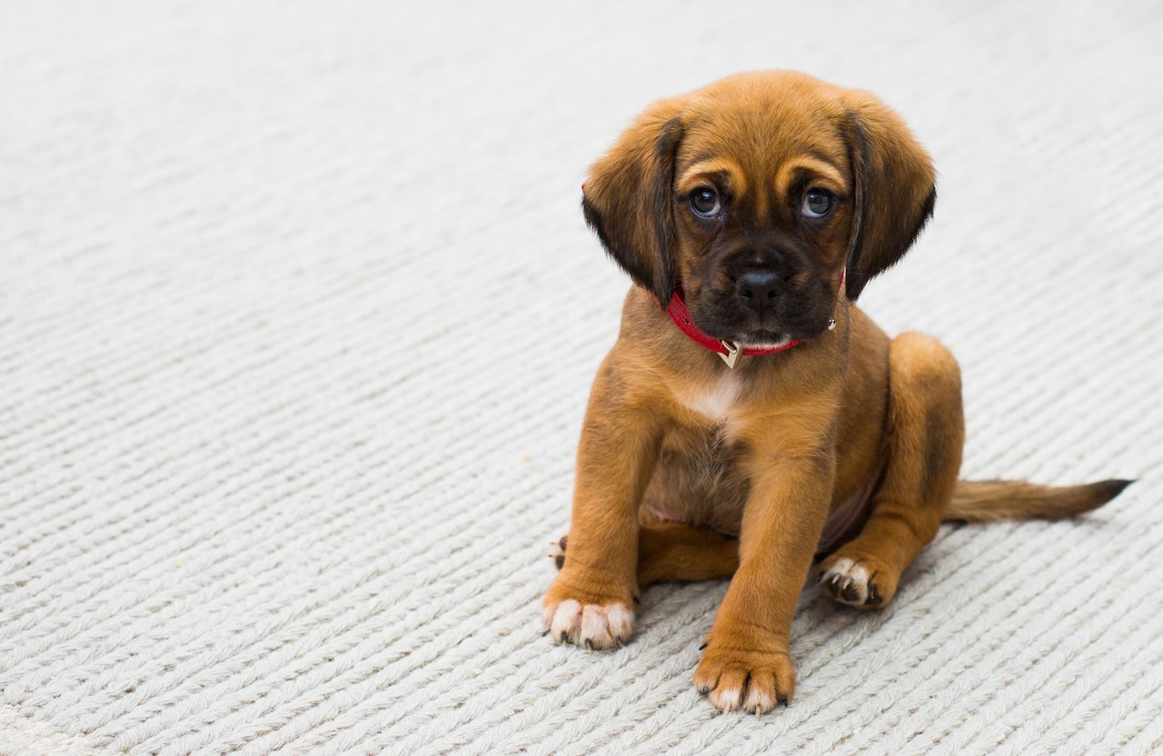 Bully Sticks: Exploring the Natural Instincts and Benefits of Chewing